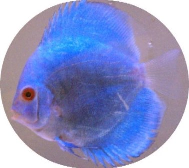 Brilliant Blue Diamond Discus Fish -2.5 Inch